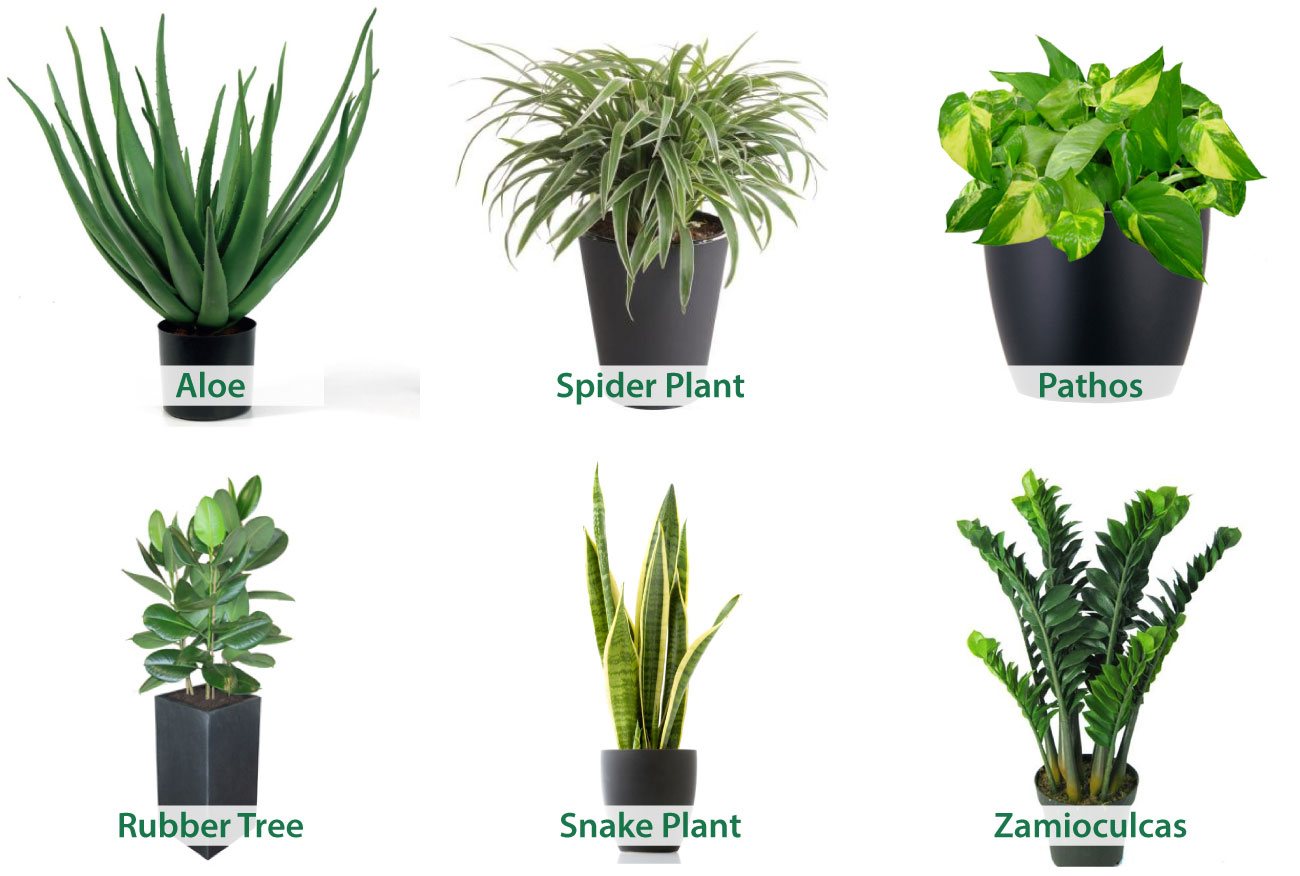 Plants_That_Are_Really-Easy_To_Care_For